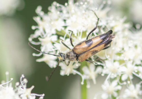 iNaturalist observation photo of Etorofus propinquus
