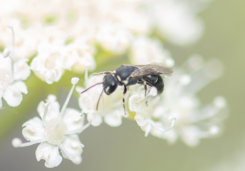 iNaturalist observation photo of Masked Bees