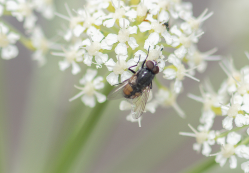 iNaturalist observation photo of Face fly