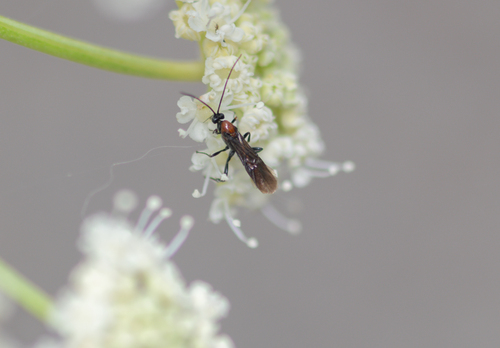 iNaturalist observation photo of Braconinae