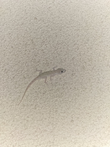 Keeled Rock Gecko