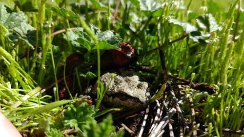 iNaturalist observation photo of Pacific chorus frog