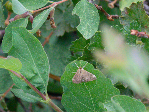 iNaturalist observation photo of Pyraustini