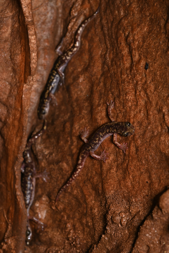 Imperial Cave Salamander