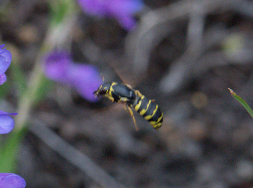 iNaturalist observation photo of Pseudomasaris vespoides