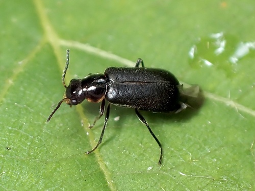 Attalus
