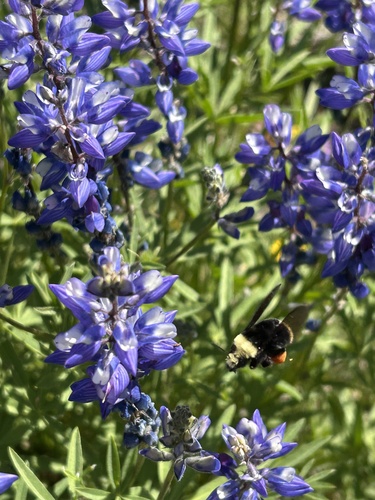 iNaturalist observation photo of Yellow-faced Bumble Bee