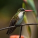 Green-fronted Hummingbird - Photo (c) Alberto Ramírez, all rights reserved, uploaded by Alberto Ramírez