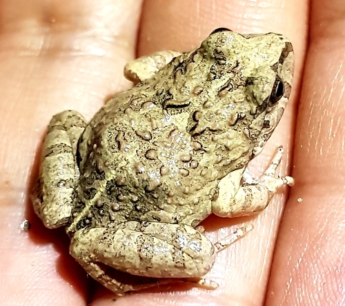 Juliaca four-eyed frog