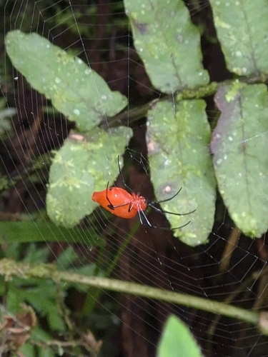 Dominican Spider