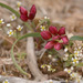 Allium scilloides - Photo (c) Charles Wright, όλα τα δικαιώματα διατηρούνται, uploaded by Charles Wright