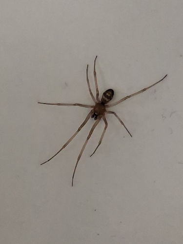 False Black Widow
