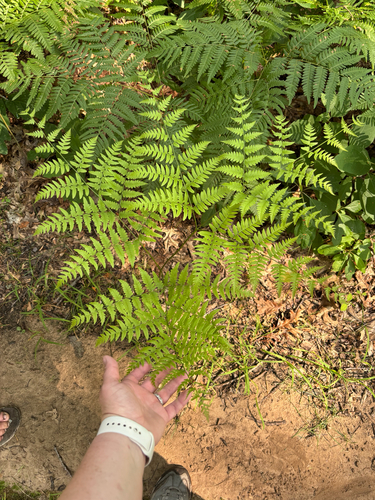 iNaturalist observation photo of brackens