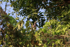 Patagioenas cayennensis image