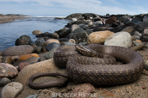 Two-striped Garter Snake