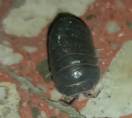 Armadillo officinalis