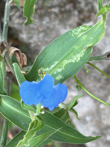 Asiatic dayflower