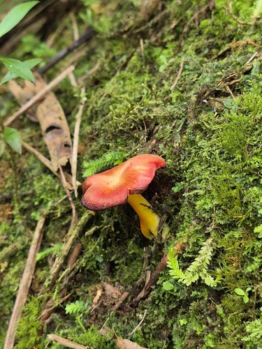 Hygrocybe sect. Pseudofirmae