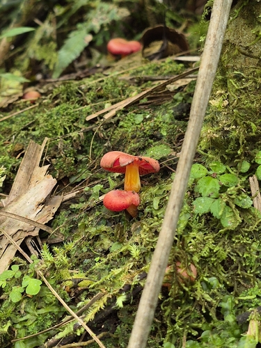 Hygrocybe sect. Pseudofirmae