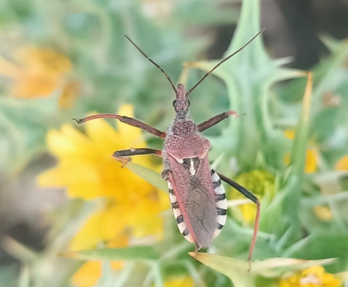 Rhynocoris erythropus