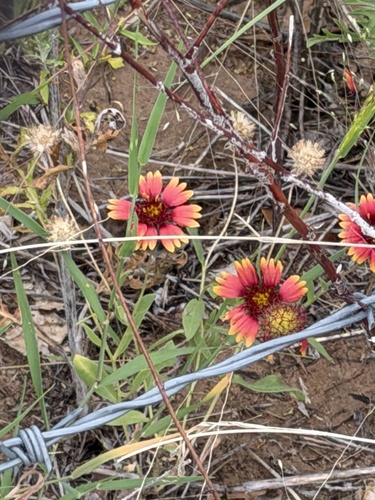 firewheel