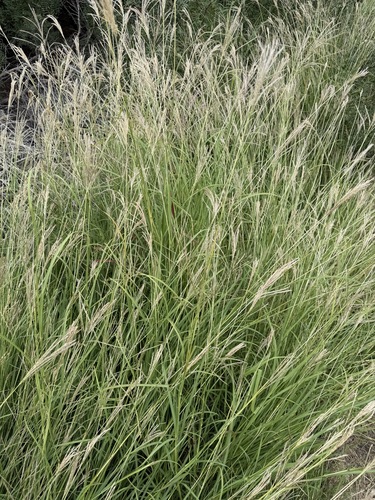 King Ranch bluestem