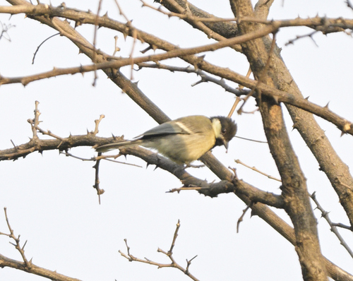 Asian Tit