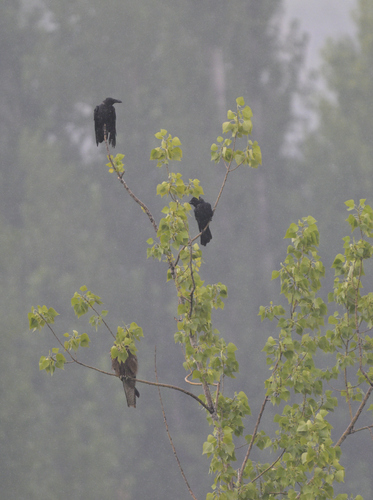 Large-billed Crow