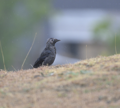 Eurasian Jackdaw
