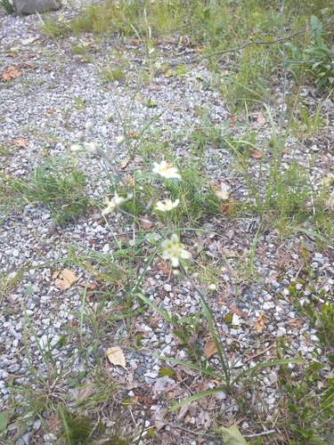 Mountain Deathcamas