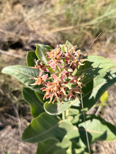 showy milkweed