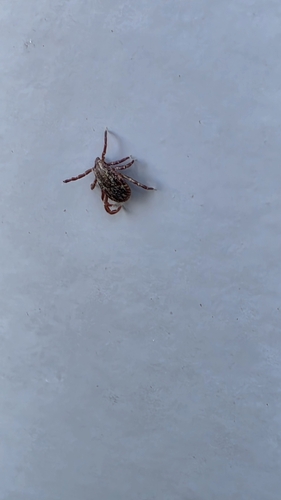 American Dog Tick