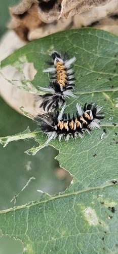Milkweed Tussock Moth