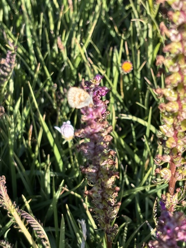 iNaturalist observation photo of Sierra Blue