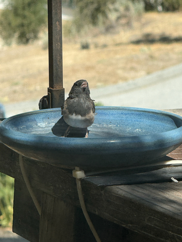 iNaturalist observation photo of Dark-eyed Junco