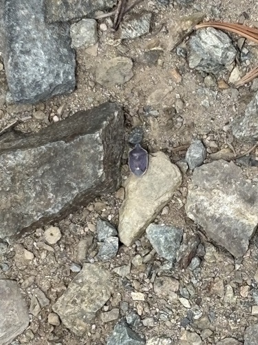 iNaturalist observation photo of Say's Stink Bug