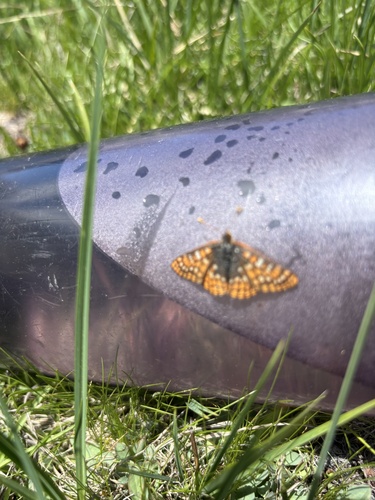 iNaturalist observation photo of Edith's Checkerspot