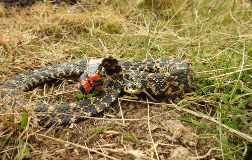South American Hognose Snake