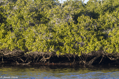White Mangrove