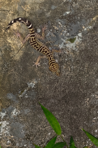 Gollum Leopard Gecko