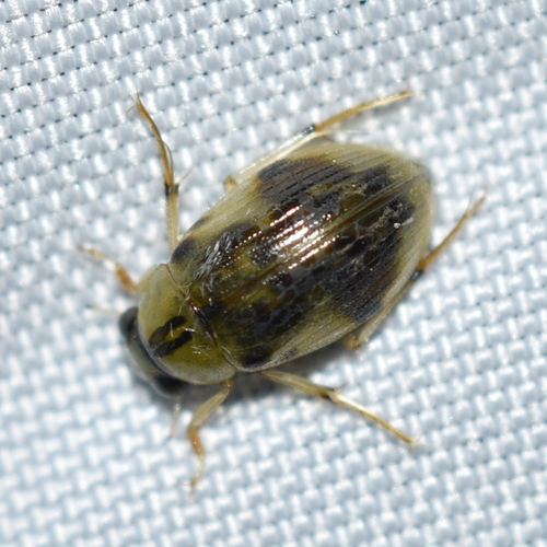 Berosus miles