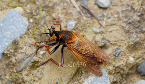 Microstylum dux