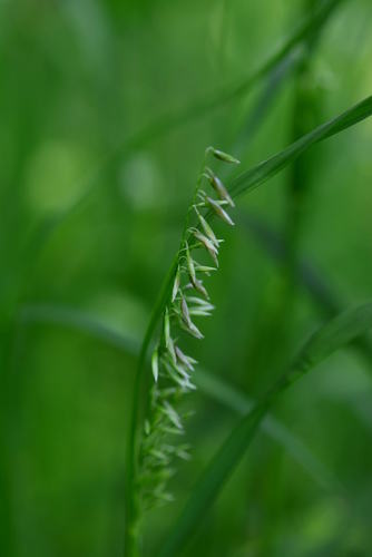 Melica scabrosa