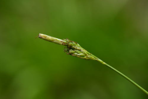 Nerved-mitra sedge (Carex nervata)