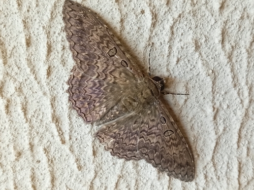 Feigeria alauda
