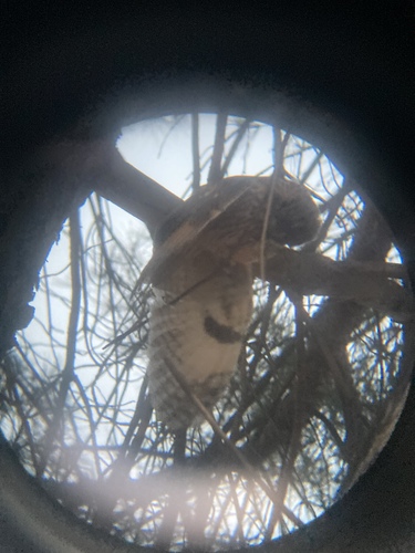 Long-eared Owl