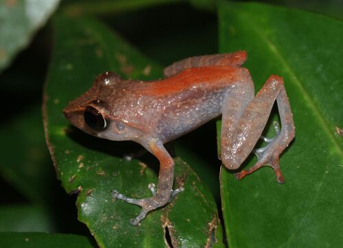 Orange-canthal Shrub Frog