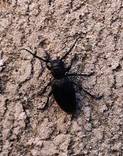 Dorcadion aethiops
