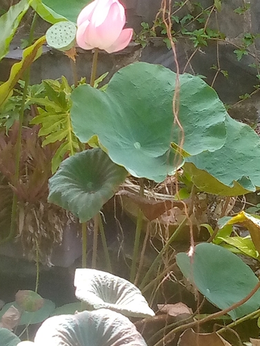 Sacred Lotus