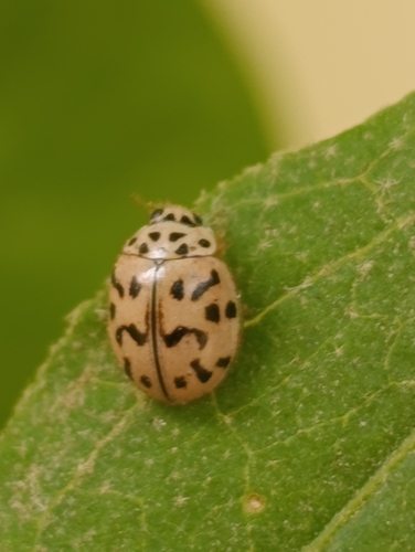Oenopia doublieri
